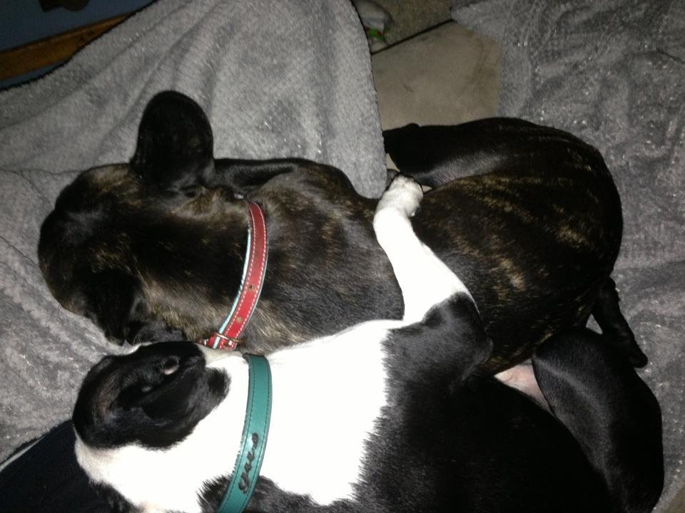 Cuddles