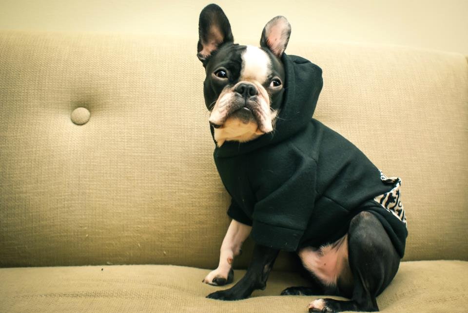 Chief Dog Gus, the Boston Terrier