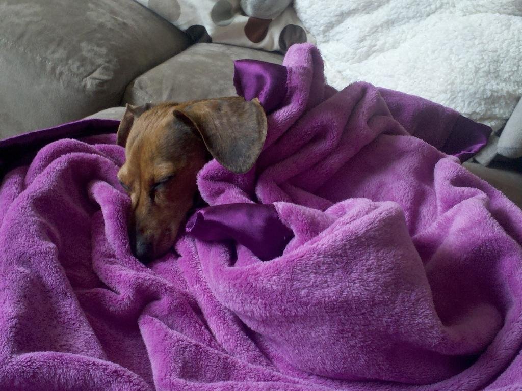 Maggie the Dachshund