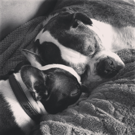 Oscar the Boxer