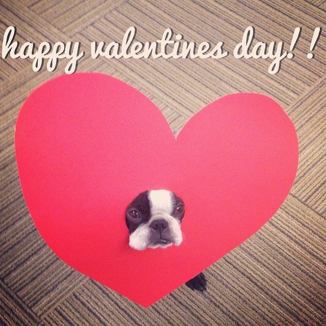 Happy Valentines Day! — Gus the Boston Terrier (photo 1 of 1)