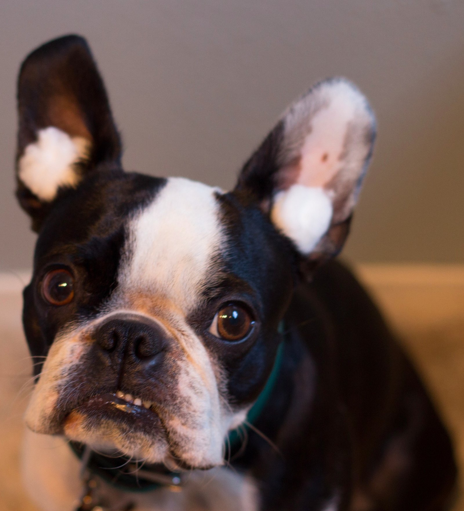 Gus with cotton balls in his ears before a bath