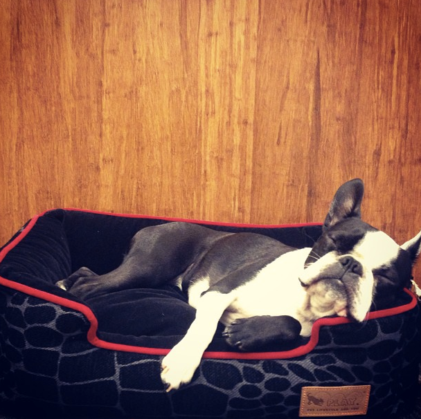 P.L.A.Y. dog bed detail