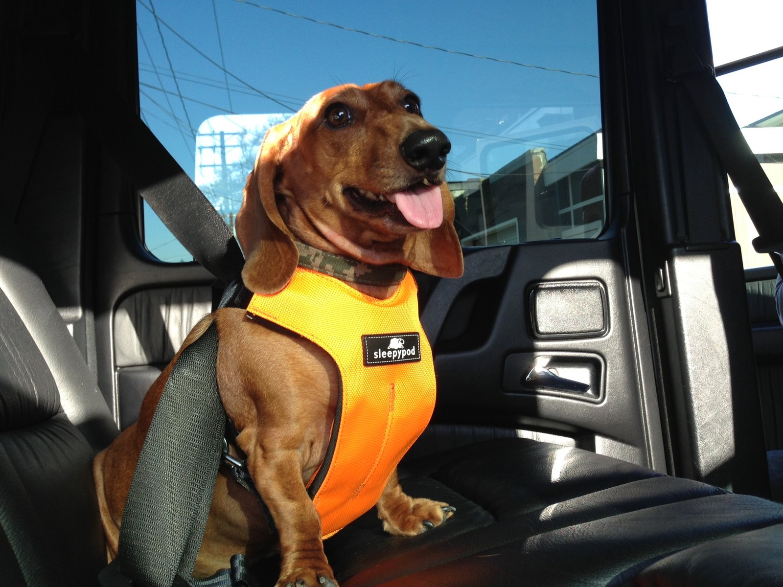 Dog car safety harness test
