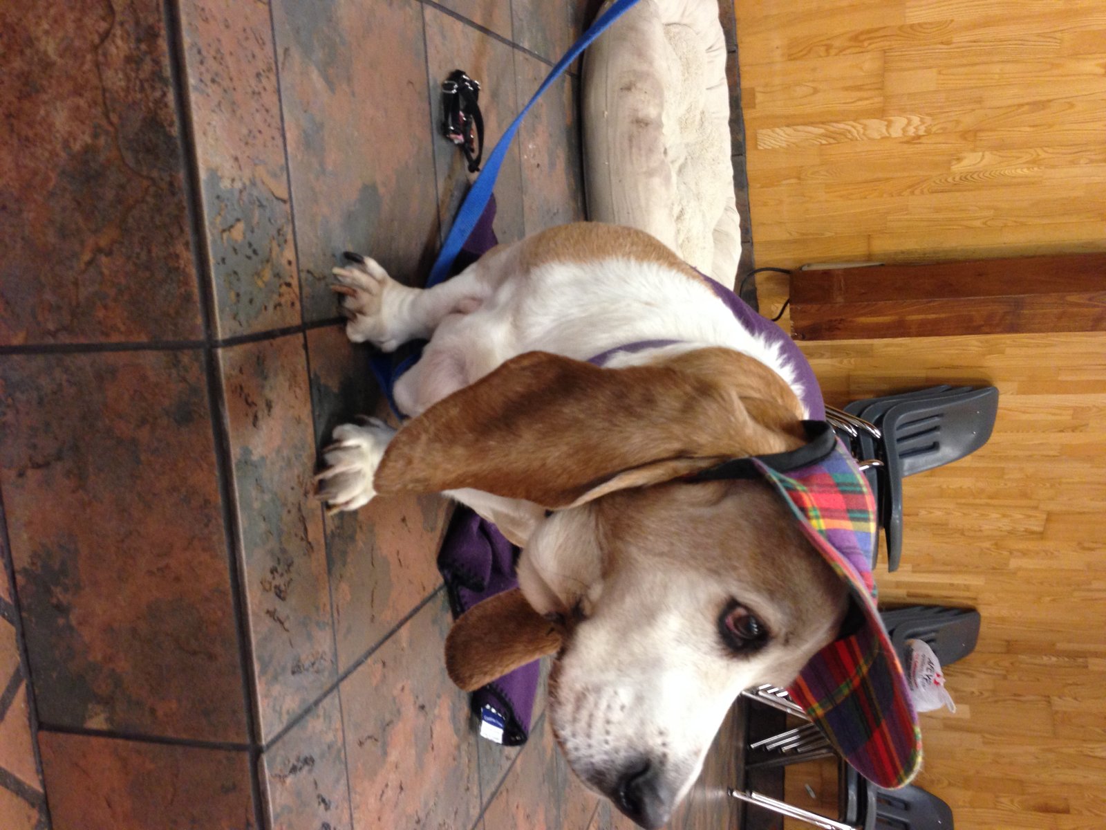 Big Basset waiting for some goodies