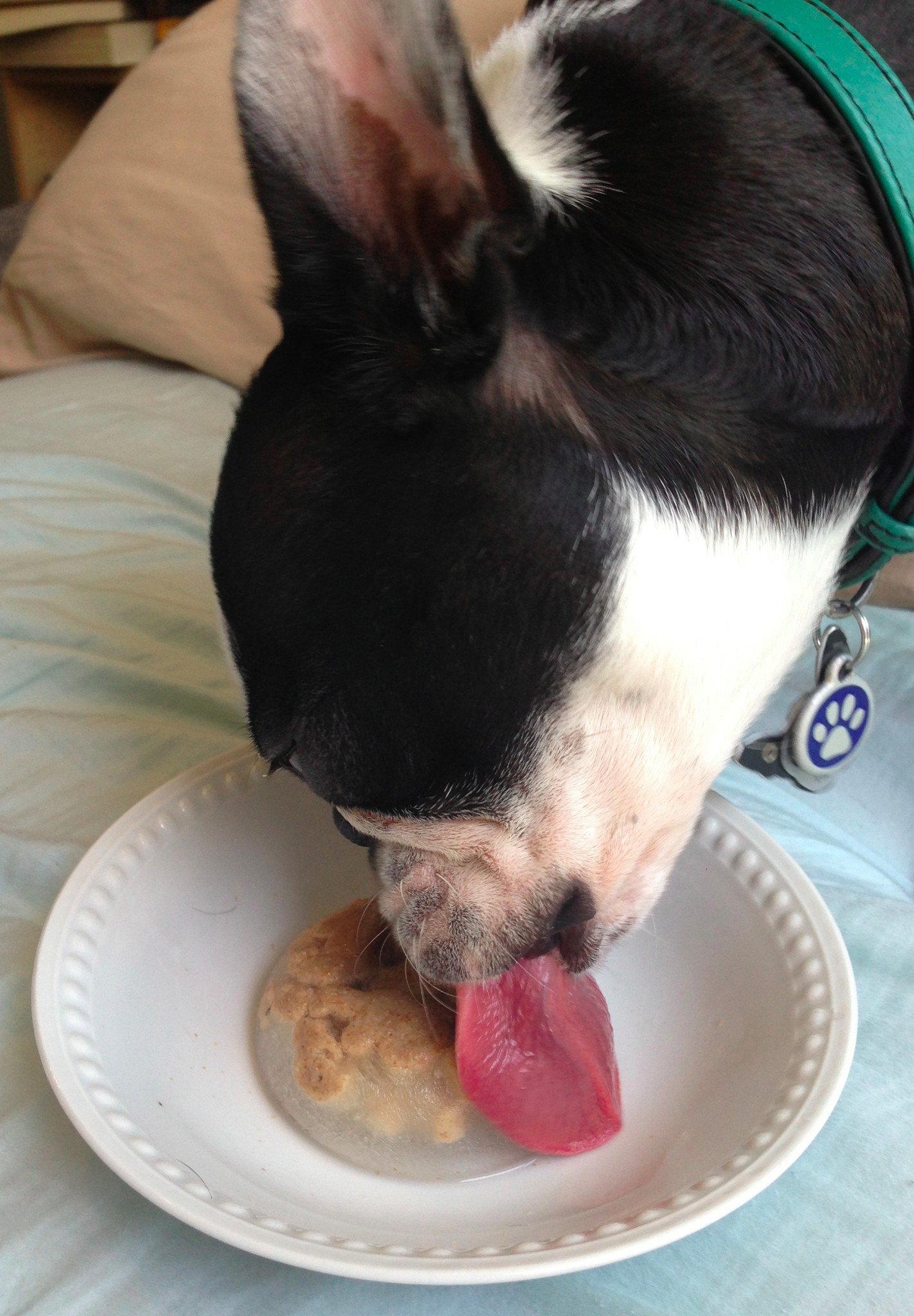Dog enjoying a pupsicle