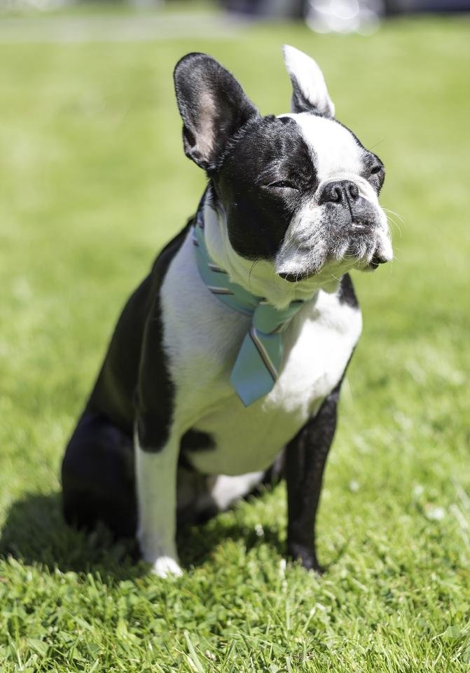 Gus wearing a tie collar