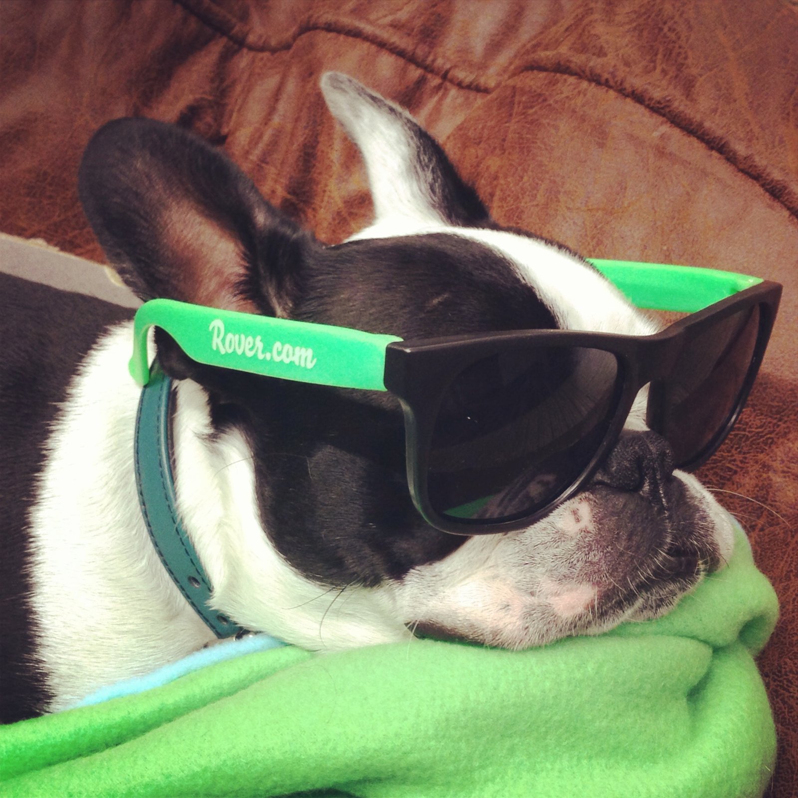 Gus wearing his Rover.com sunglasses at work