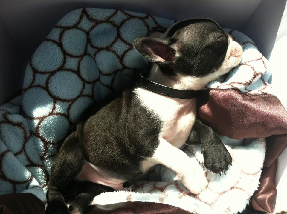 Baby Gus, the puppy years