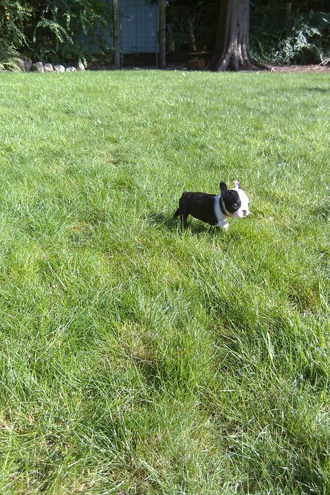 Gus the Boston Terrier puppy