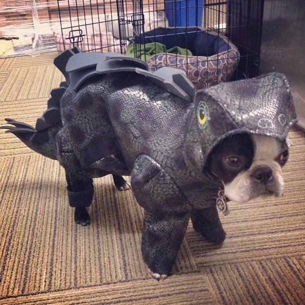 Gus dressed as a dinosaur